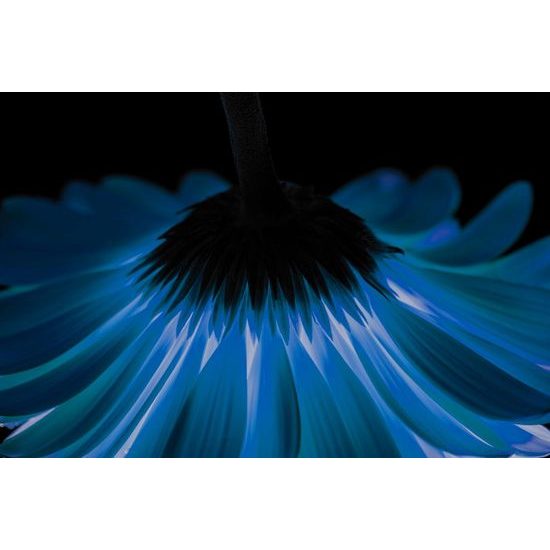 Neobyčejná samolepící fototapeta tajuplná gerbera