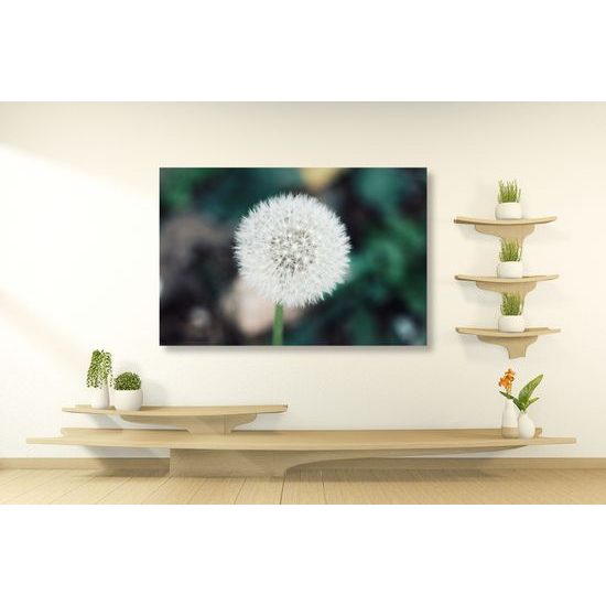 Obraz dokonalá pampeliška