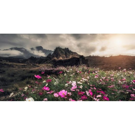 Obraz rozkvetlá louka