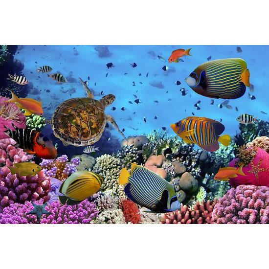 Fototapeta svět pod mořskou hladinou