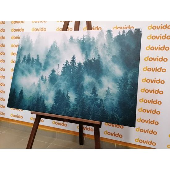 Obraz stromy zahalené do mlhy