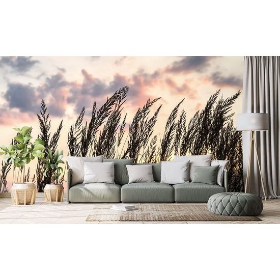 Zajímavá samolepící fototapeta stébla trávy při západu slunce
