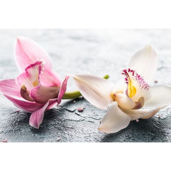 Obraz nádherné květiny orchideje