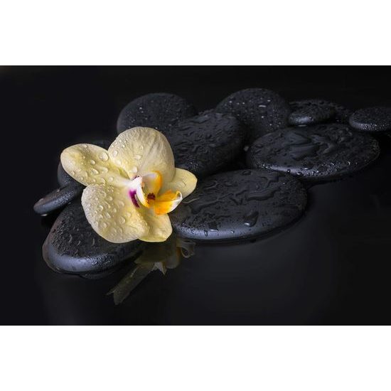 Samolepící fototapeta kompozice kamenů se žlutou orchidejí