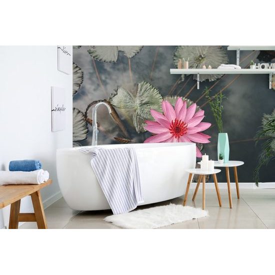 Samolepící fototapeta rozkvetlé růžové leknín