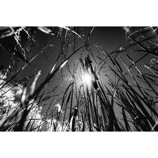 Samolepící fototapeta černobílý pohled na slunce z trávy