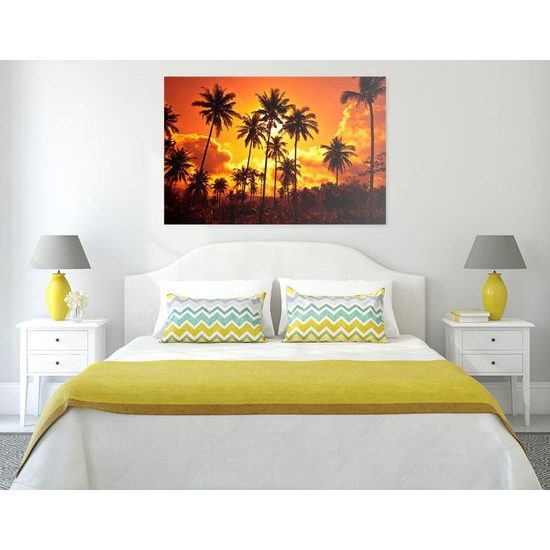 Obraz kokosové palmy v záři slunce
