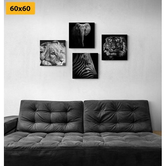 Set obrazů černobílá exotická zvířata