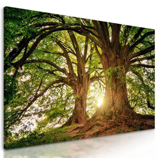 Obraz kouzlo mohutných stromů