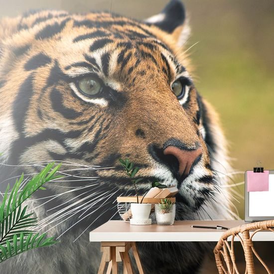 Samolepící fototapeta soustředěný pohled tygra