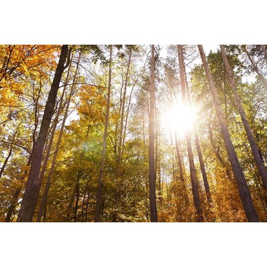 Fototapeta podzimní les