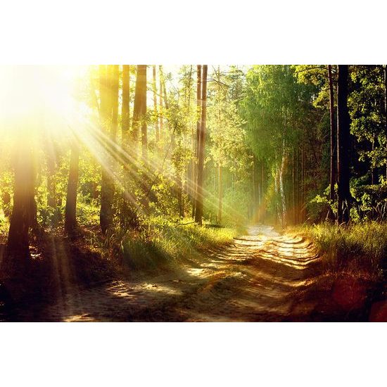 Fototapeta paprsky slunce mezi stromy