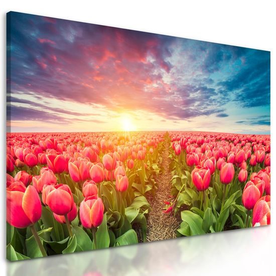 Obraz západ slunce nad rozkvinutými tulipány