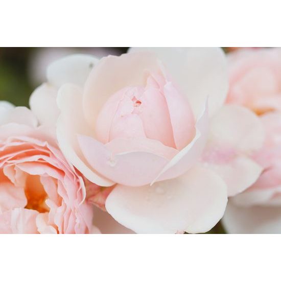 Obraz půvabné růže