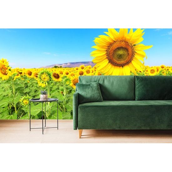 Nádherná samolepící fototapeta slunečnicové pole