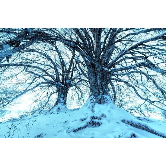 Tapeta dotek stromů s přicházející zimou