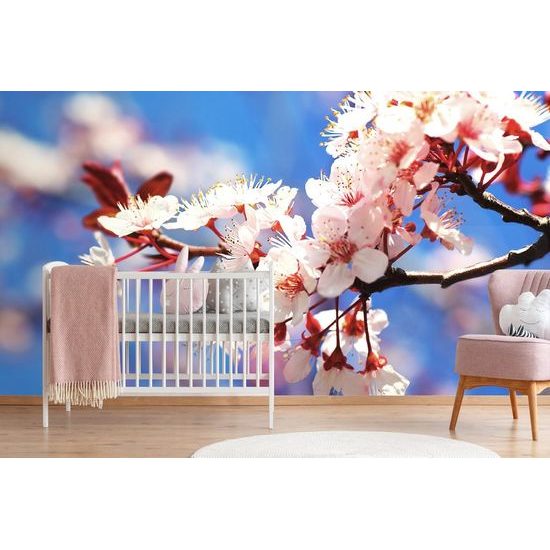 Samolepící fototapeta jarní kvítky třešně