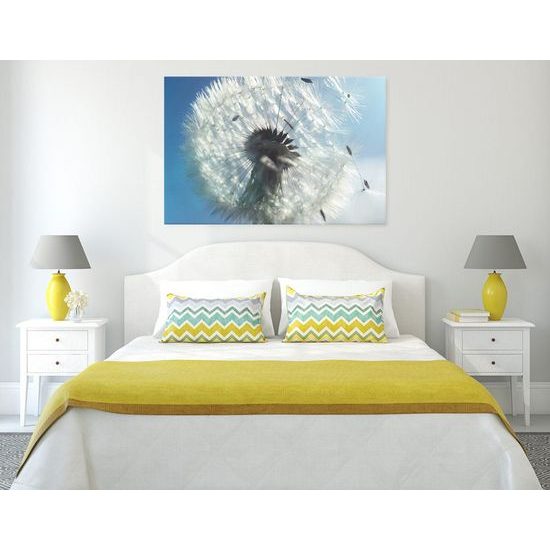 Obraz lehkost pampelišky