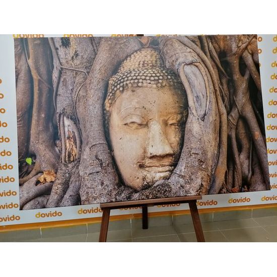 Obraz Buddha obrostlý stromem