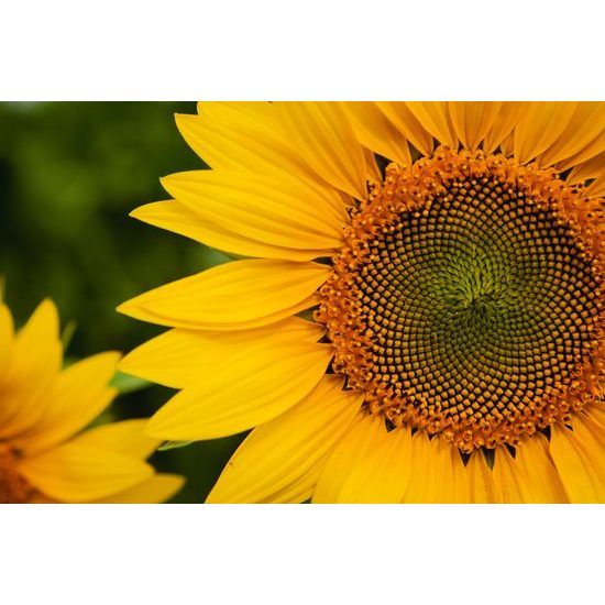 Obraz detail slunečnice
