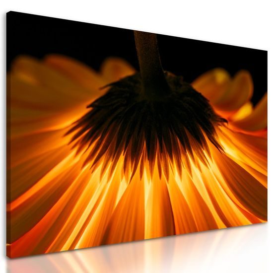 Obraz zářivá gerbera