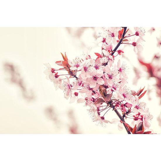 Fototapeta větvička narůžovělých květin třešně