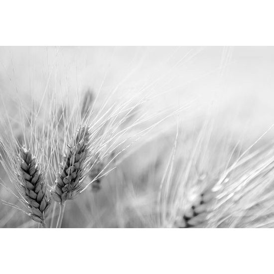 Okouzlující samolepící fototapeta detail pšenice v černobílém provedení