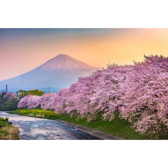 Fototapeta sakura pod japonskou Fuji