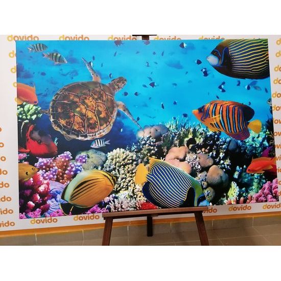 Obraz svět pod mořskou hladinou