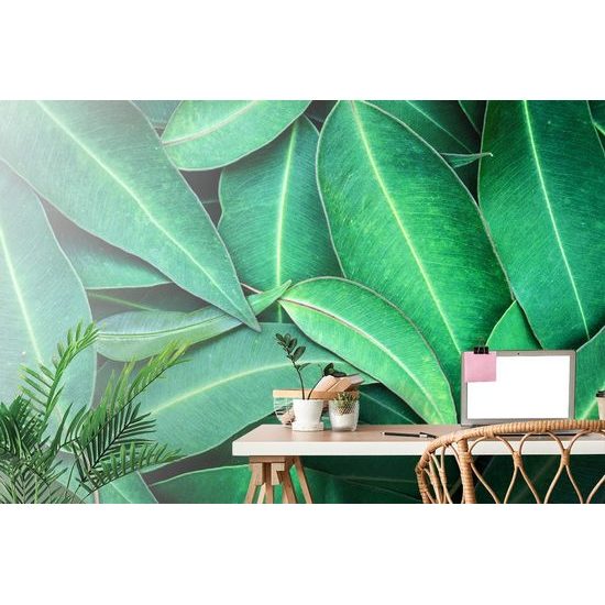 Samolepící fototapeta eukalyptové listy