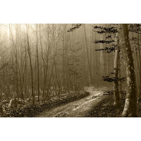 Obraz lesní cesta v sépiovém provedení