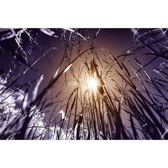 Fototapeta pohled na slunce z polní trávy