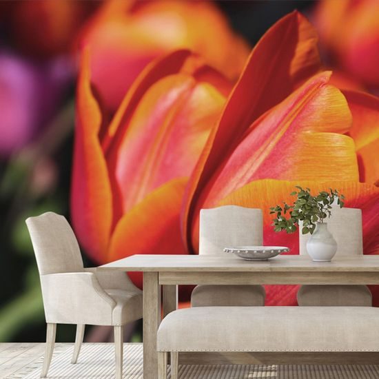 Nádherná samolepící tapeta červené tulipány