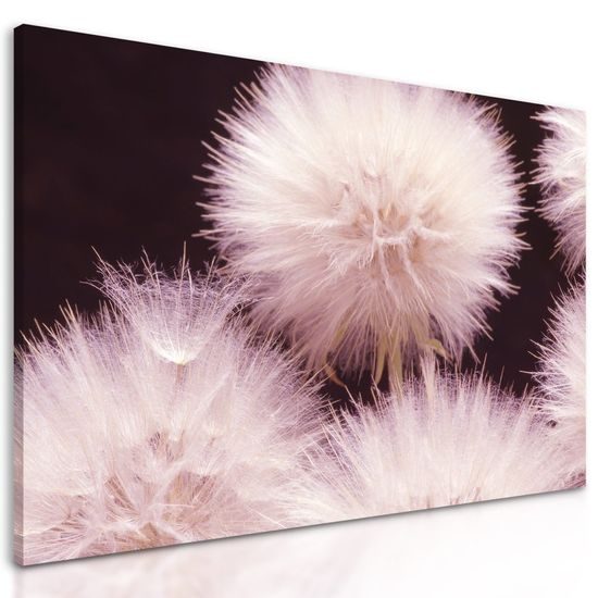 Obraz pampeliška v rozkvětu