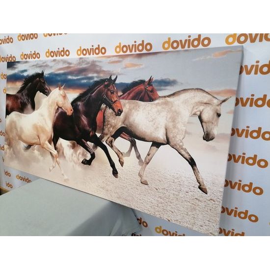 Obraz cválající koně