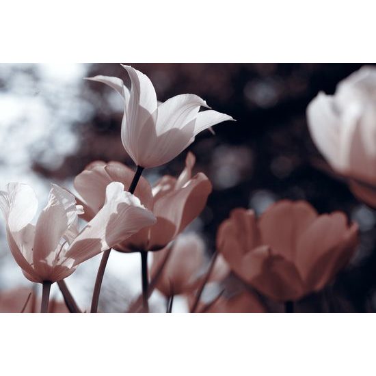 Obraz jemné tulipány u lesa