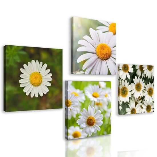 Set obrazů krásné sedmikrásky