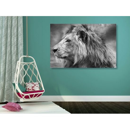 Obraz nádherný lev v černobílém provedení