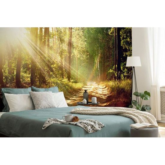 Fototapeta paprsky slunce mezi stromy