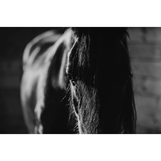 Originální černobílá fototapeta vznešený kůň