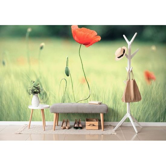 Samolepící fototapeta divoký mák uprostřed louky
