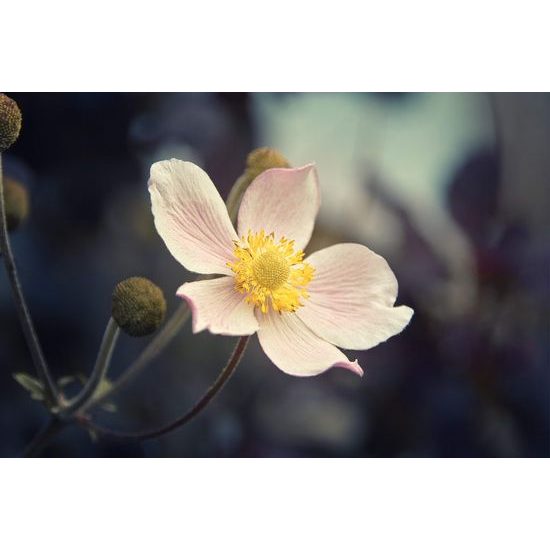 Originální fototapeta půvab květu