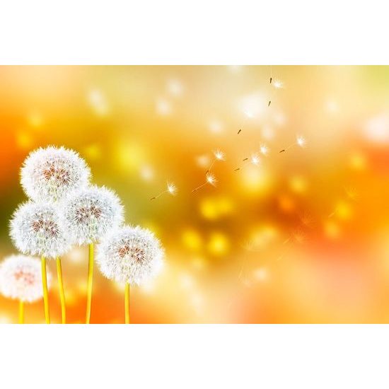 Samolepící tapeta nadýchané kloboučky pampelišky