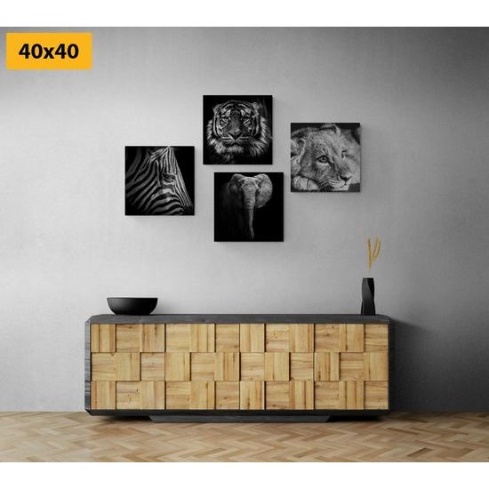 Set obrazů černobílá exotická zvířata