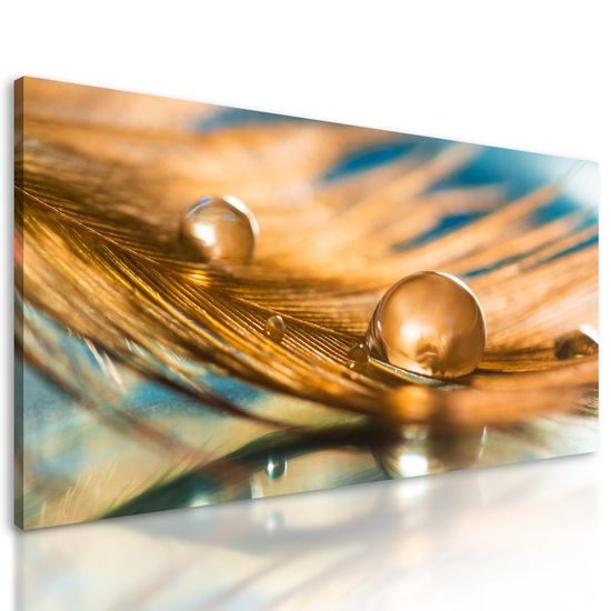 Obraz ranní rosa na zlatém pírku
