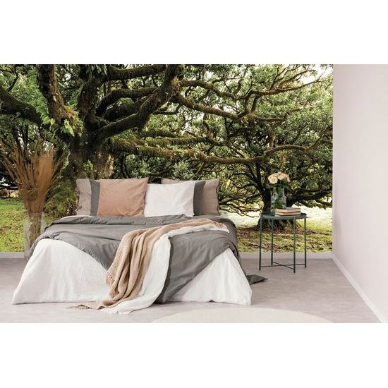 Fototapeta les pokrytý mechem