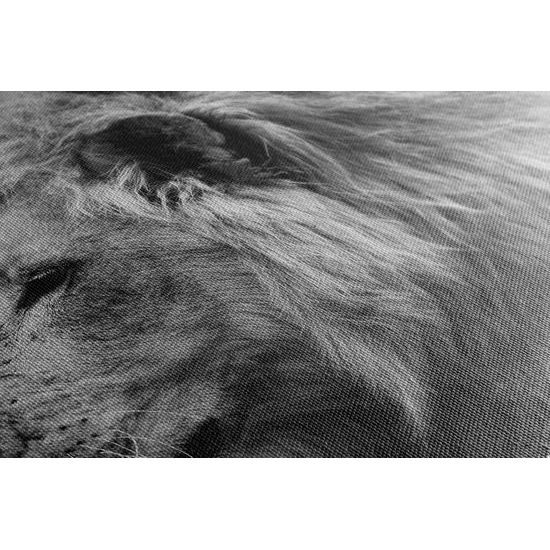 Obraz nádherný lev v černobílém provedení