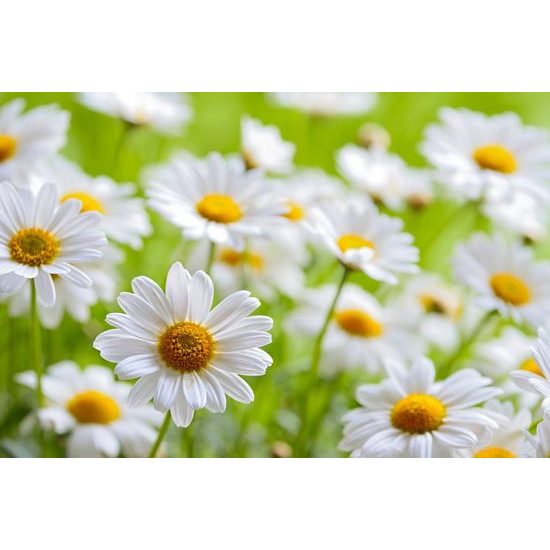 Samolepící tapeta romantické kopretiny