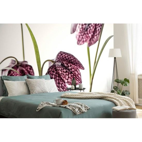 Samolepící fototapeta šachovnicový květ zbarvený do fialova