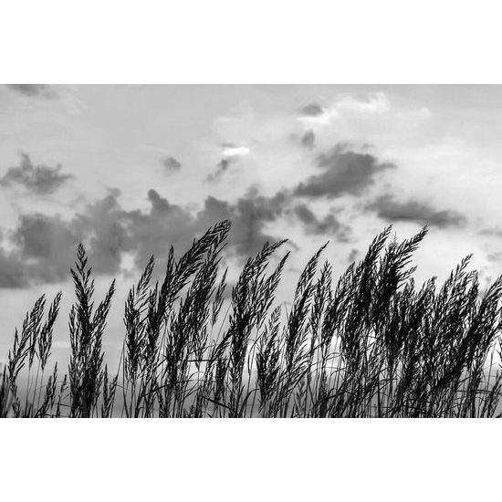 Zajímavá černobílá fototapeta stébla trávy